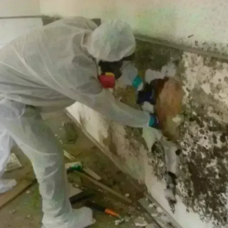 Mold Remediation and Removal in Brenas, PR